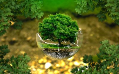 Tuintip #2 Speel in op de behoefte van het ecosysteem