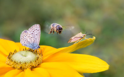 Uw eigen tuin duurzamer maken