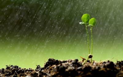 Tuintip #4: Gebruik regenwater in uw tuin!
