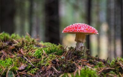 Volop herfst!