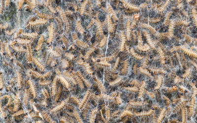 Natuurlijke bestrijding processierups
